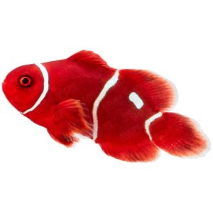 Maroon Clownfish with ORA Gold Dot