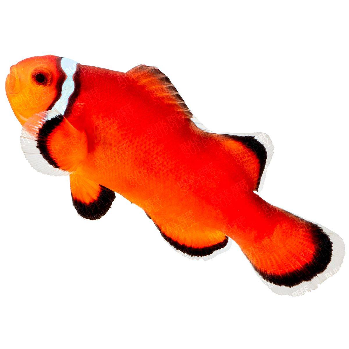 ORA Excessive Misbar Ocellaris Clownfish” could be rephrased as “ORA Excessive Misbar Ocellaris Clownfish Selection