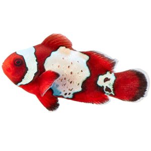 ORA LuxLightning Maroon Clownfish” could be rephrased as “ORA LuxLightning Maroon Anemonefish