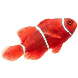 ORA Maroon Clownfish with Gold Stripes