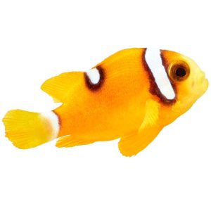 ORA Premium Clarkii Clownfish