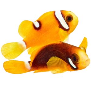 ORA Premium Clarkii Clownfish (Set of Two)