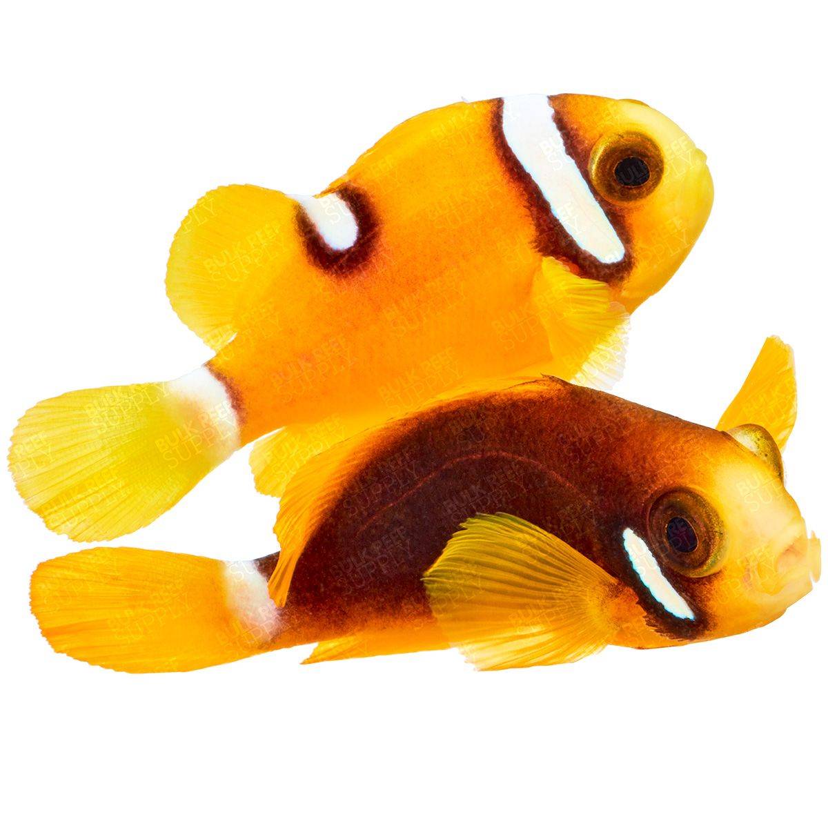 ORA Premium Clarkii Clownfish (Set of Two)