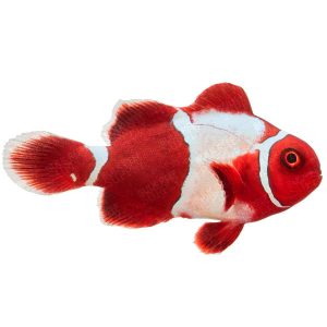 ORA Premium Maroon Clownfish with Gold Flakes