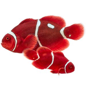 Pair of Maroon Clownfish with ORA Gold Dots